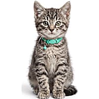 Petco Checkered Breakaway Kitten Collar