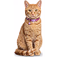 Petco Swirl Breakaway Cat Collar