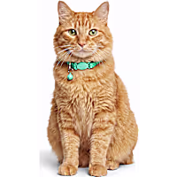 Petco Checkered Breakaway Cat Collar
