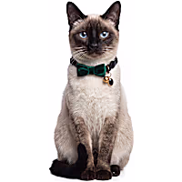 Petco Holiday Black Velvet Bow Breakaway Cat Collar