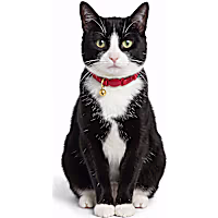Petco Holiday Red Glitter Breakaway Cat Collar