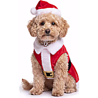 Petco Holiday Santa Suit Pet Costume Set