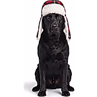 Petco Holiday Plaid Trapper Pet Hat