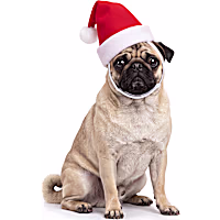 Petco Holiday Pet Santa Hat