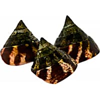 ORA Trochus Snail