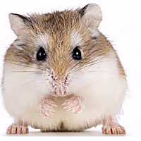 Roborovski Hamster