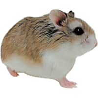 Closest petco from my location sale