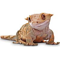 Armadillo shop lizard petco
