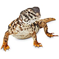 Armadillo lizard for sale petco 2025