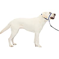 Pulling Solutions for Leash Training Success Petco