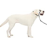 Pet Life Tutor-Sheild Martingale Safety & Training Chain Dog Collar, dog  Training Collars, Leashes & Harnesses