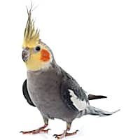 Lovebirds for sale petsmart outlet