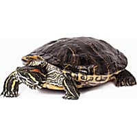 Pet Turtles & Tortoises for Sale