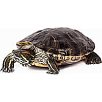 Pet Turtles Tortoises for Sale Petco