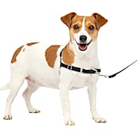 Dog Harnesses Petco