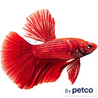 Live fish online shopping clearance