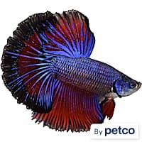 Betta Fish for Sale Petco