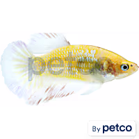 Female Betta