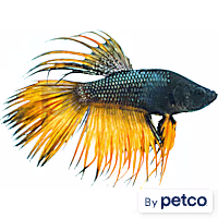 Male Crowntail Betta