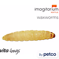 Vita-Bugs Waxworms
