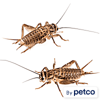 Live Crickets & Roaches for Sale: Feeders & Pinheads