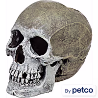 Imagitarium Life-like Human Skull