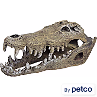 Imagitarium Nile Crocodile Skull