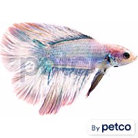 Male Halfmoon Doubletail Betta