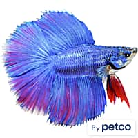 Blue marble sale betta petco