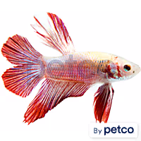 Male Halfmoon Doubletail Plakat Betta
