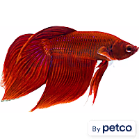 Male Red Veiltail Betta