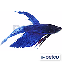 Male Blue Veiltail Betta