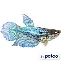 Blue marble hot sale betta petco