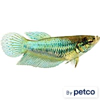 Petco betta fish price cheap