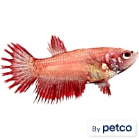 Baby betta fish for sale online 2025