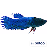Female Blue Crowntail Betta