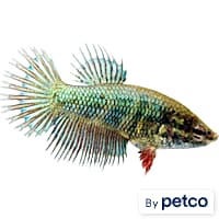 betta leaf - Prices and Deals - Mar 2024