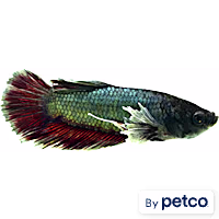 Elephant Ear Halfmoon Plakat Betta