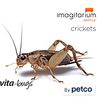 100 Live Crickets Pet Reptile & Bird Feeder Insects Living Terrarium Pet  Food FREE SHIPPING 