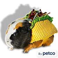 Small Animal Clothes Leashes Rabbits Guinea Pigs Petco