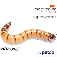  Freshinsects Premium Live Superworms - Bearded Dragon