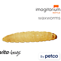 Live Mealworms & Flies: Superworms & Wax Worms