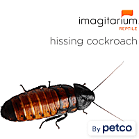 Hissing Cockroach (Gromphadorhina portentosa)