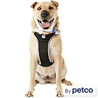 Petco kong harness new arrivals