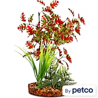 Imagitarium Pacifica Red & Green Plant