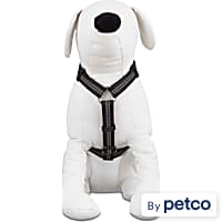 Petco kong hot sale harness