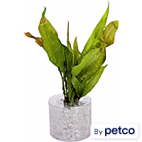 Java Fern "Red" (Microsorum pteropus) - Aquarium Tube Plant