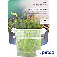 Eleocharis acicularis - Tissue Culture Aquarium Plant