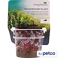 Alternanthera reineckii - Tissue Culture Aquarium Plant