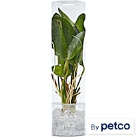 Live Plants Accessories Fish Tank Plants More Petco